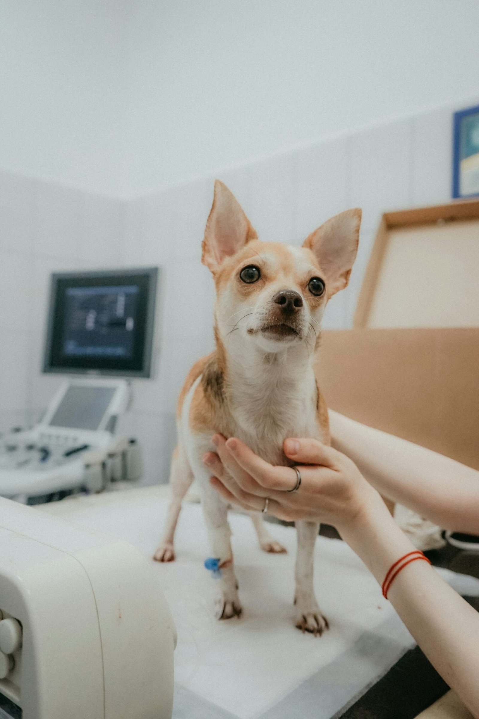 Owner holding their puppy close, ready for a vet appointment