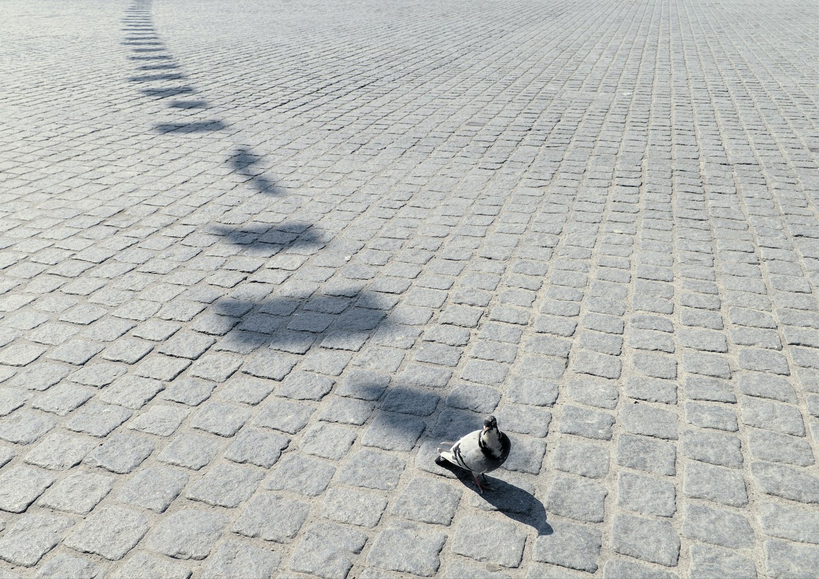 Dog walking on a paved area