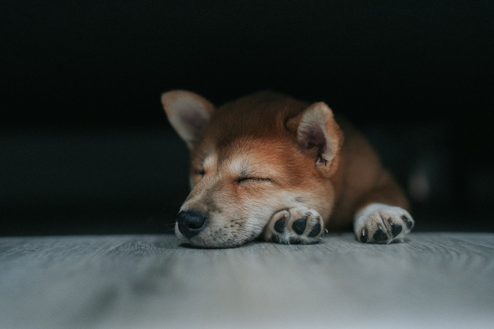Dog lying settled on a bed in a quiet bedroom