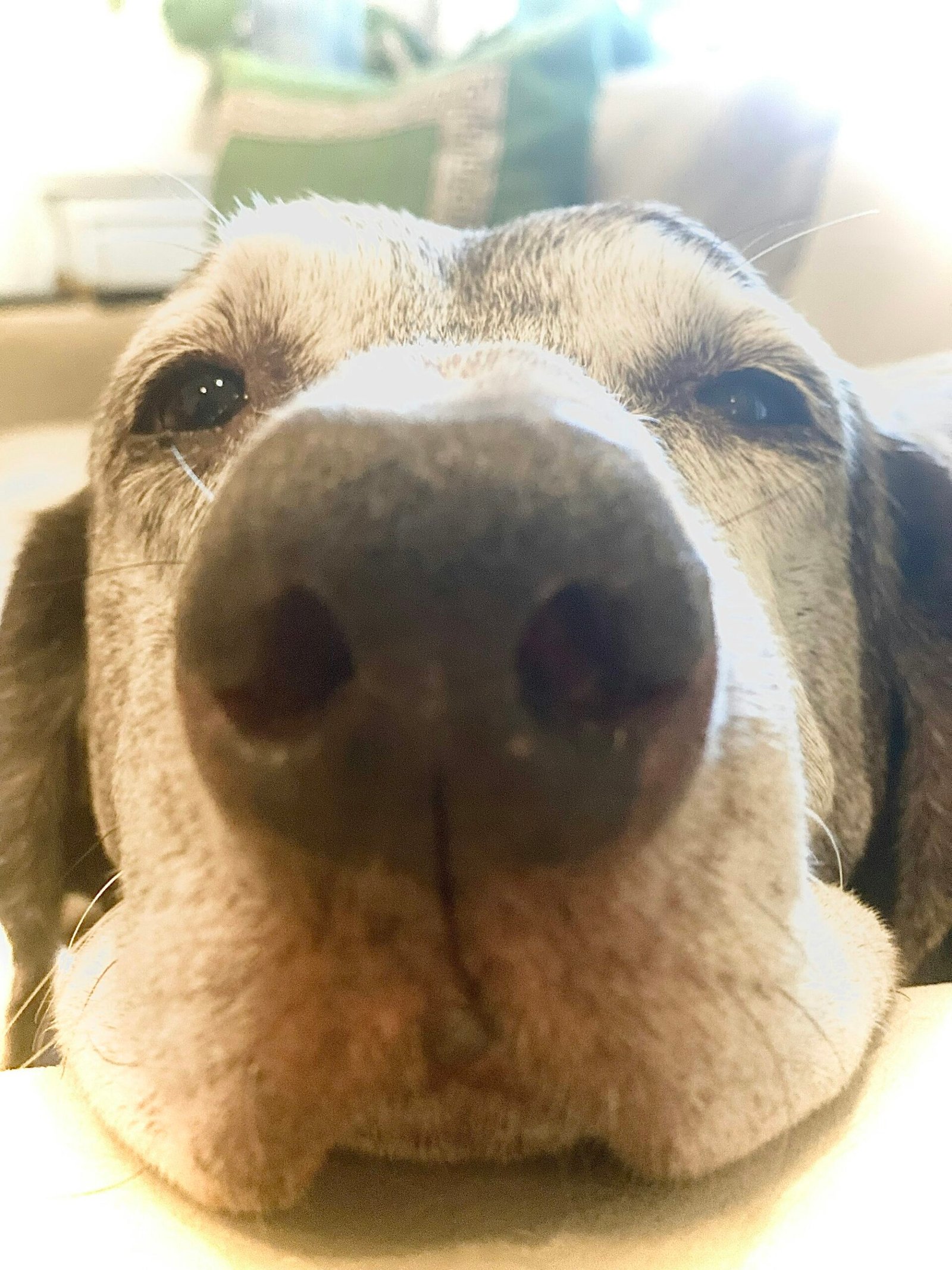 Close up of a dog's nose