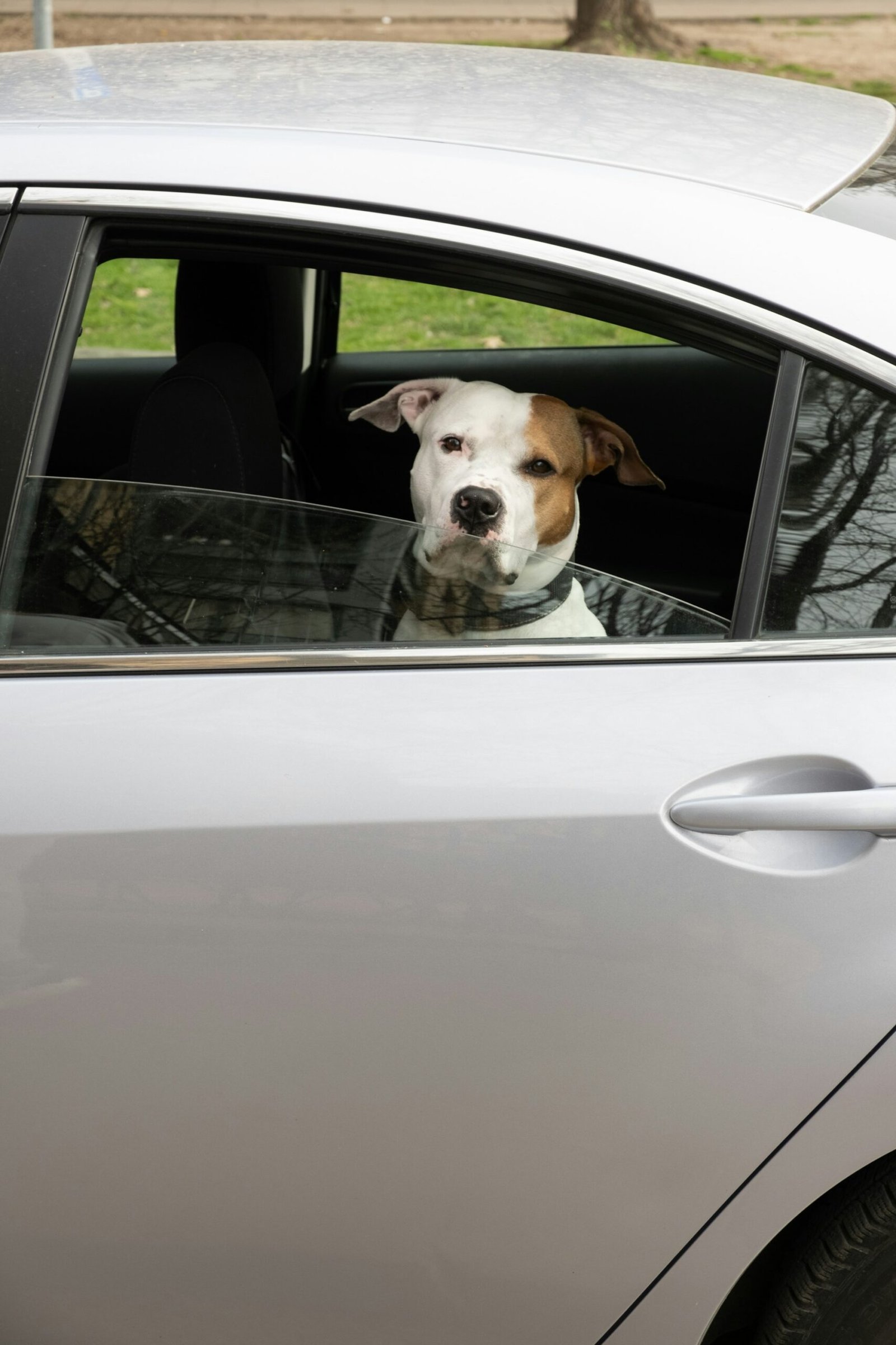Dog sitting in a car looking out the window