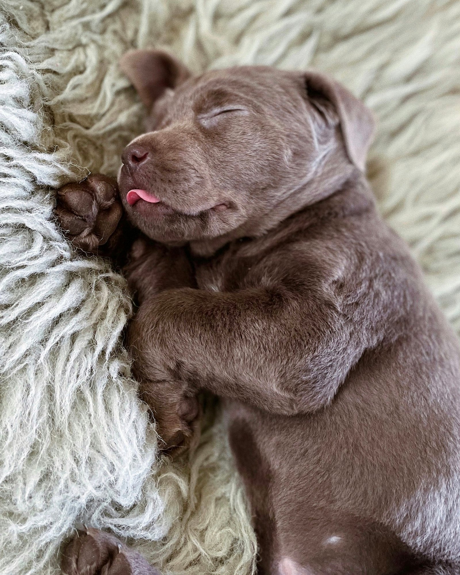 Brown puppy sleeping on a white blanket