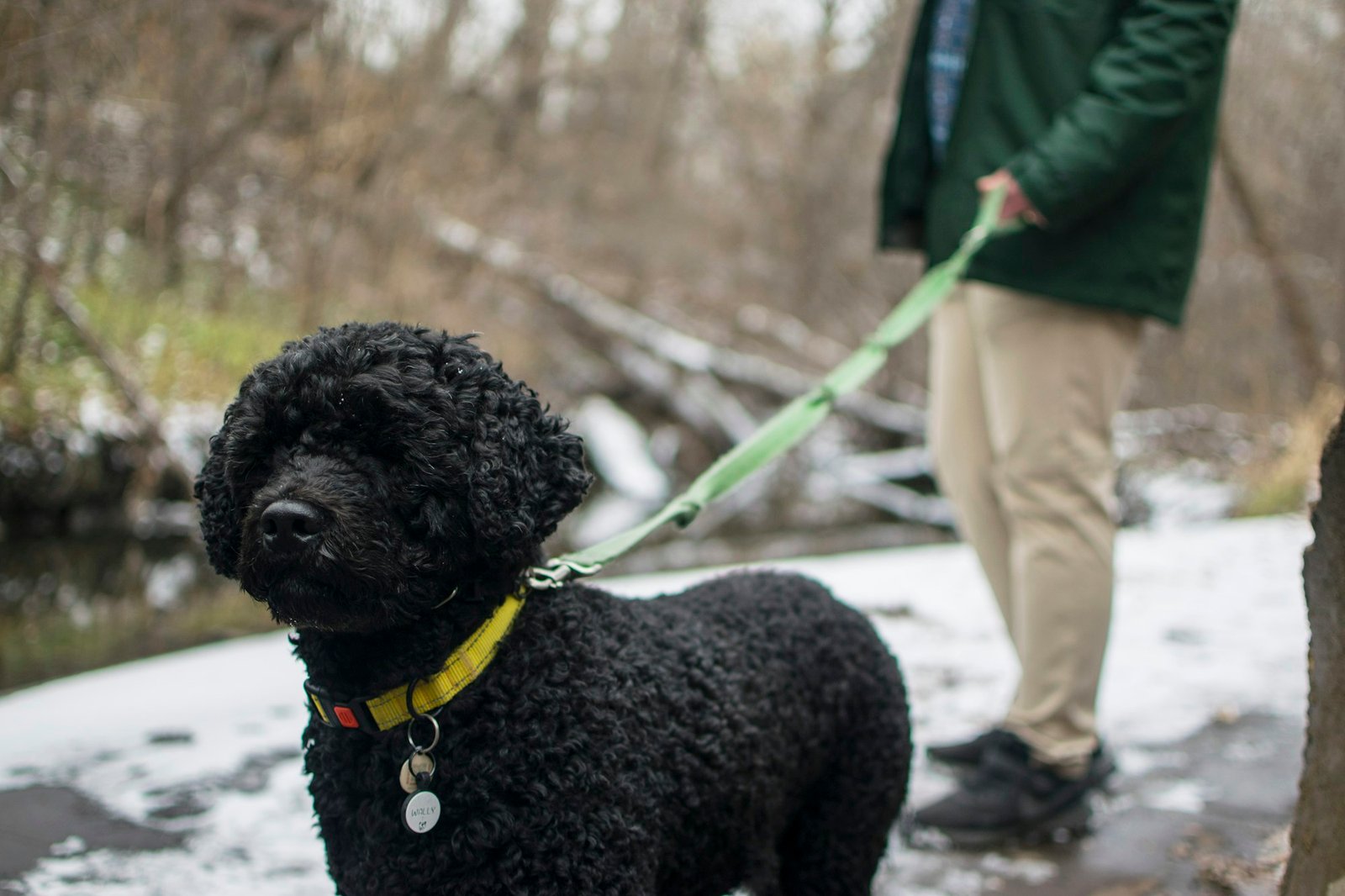 Black dog on a leash being walked by a man