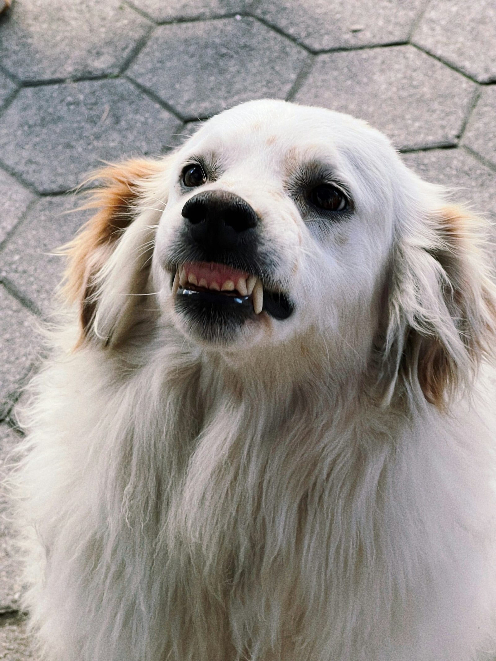 Close up portrait of a dog on a sidewalk