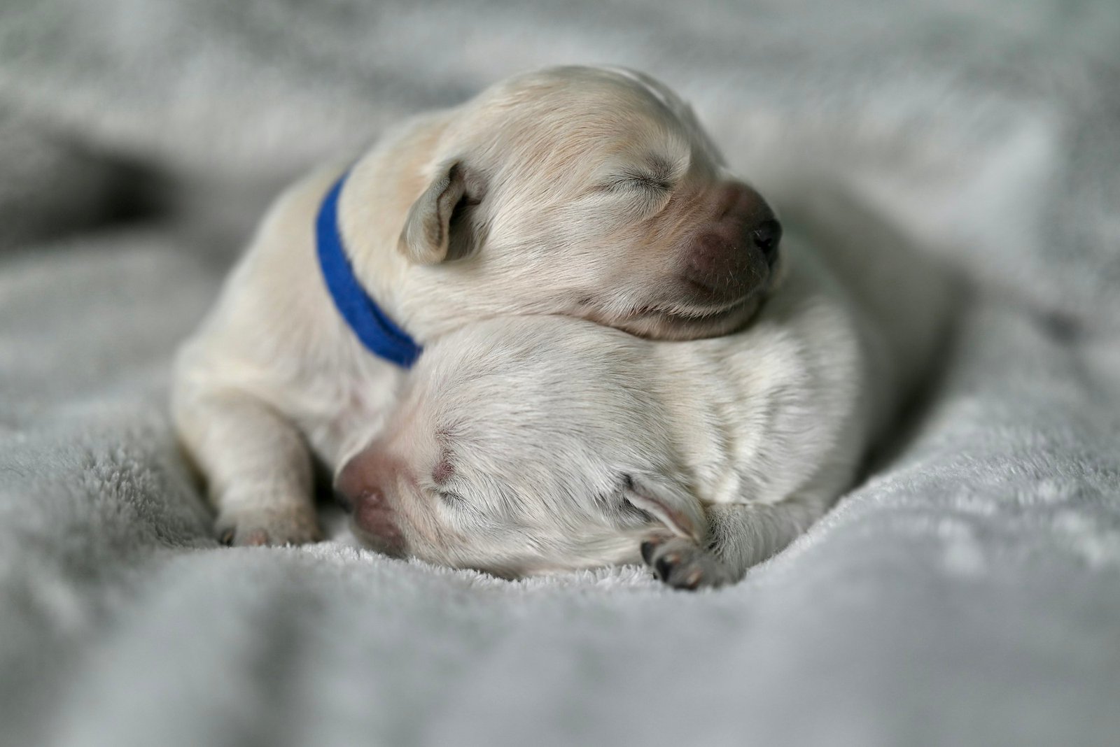 Small puppy sleeping on a blanket