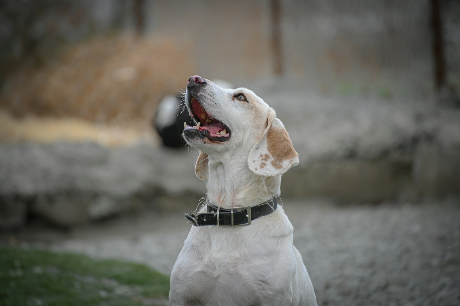 Shelter dog with a happy expression