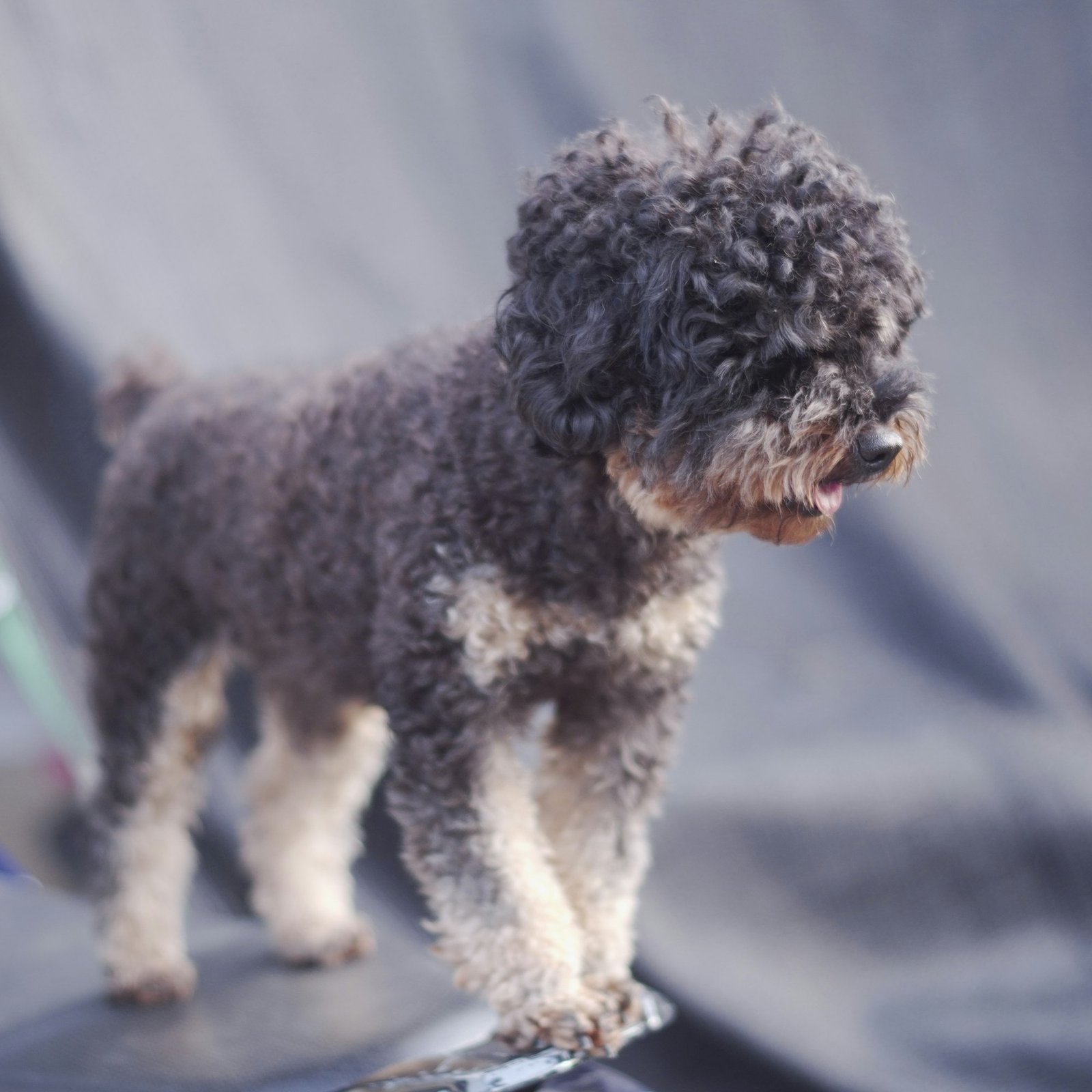 Small dog standing on top of a piece of luggage