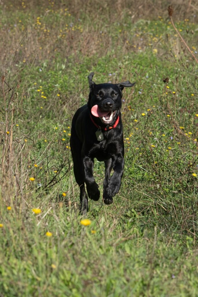 Black Labrador running at speed through a grassy field