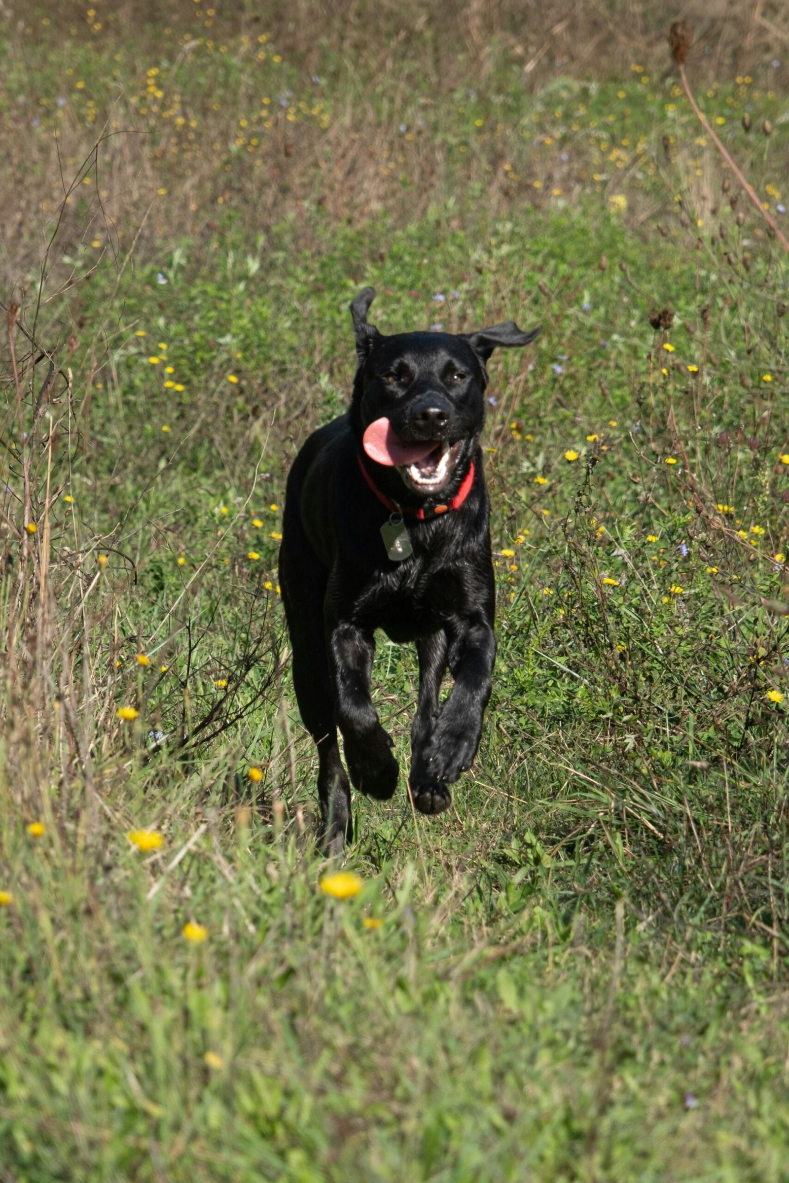 Black Labrador running at speed through a grassy field