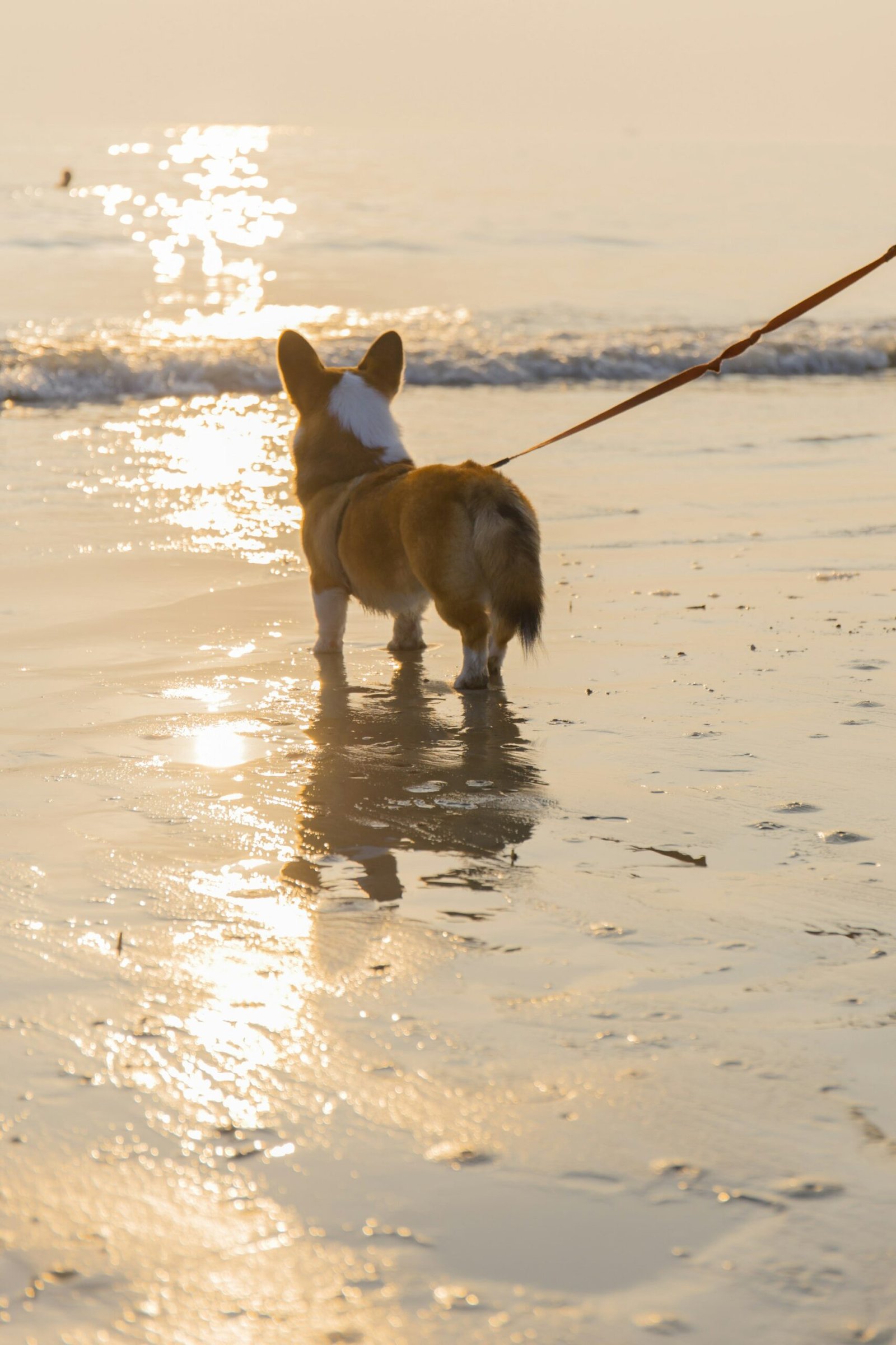 Dog on a leash walking on the beach