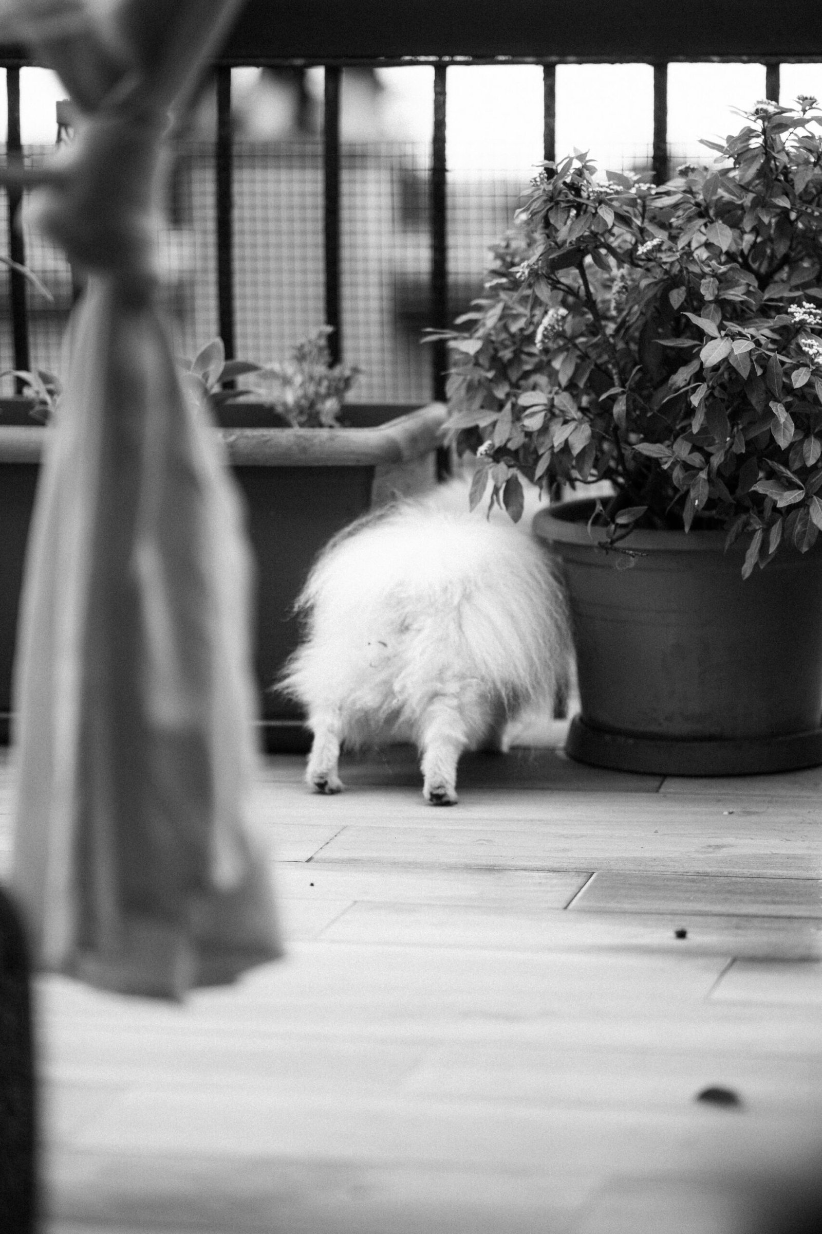 Small white dog watching curiously from a balcony