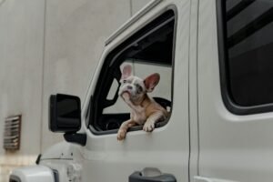 Dog looking out of a car window while travelling