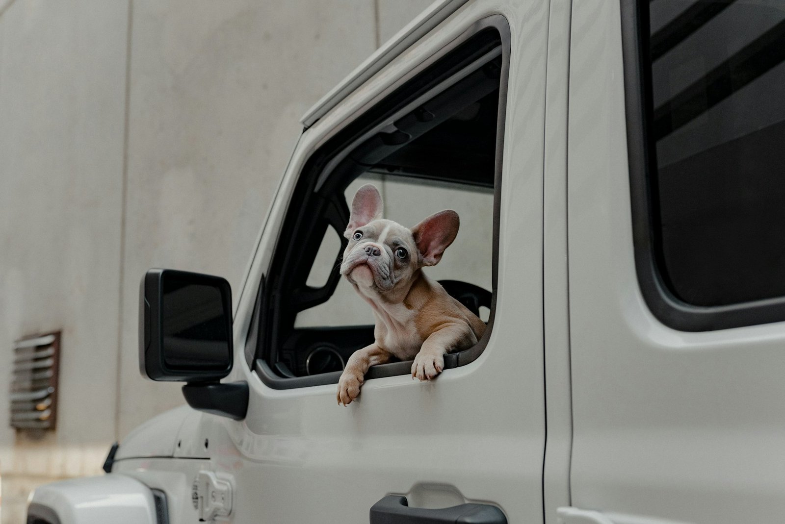 Dog looking out of a car window while travelling