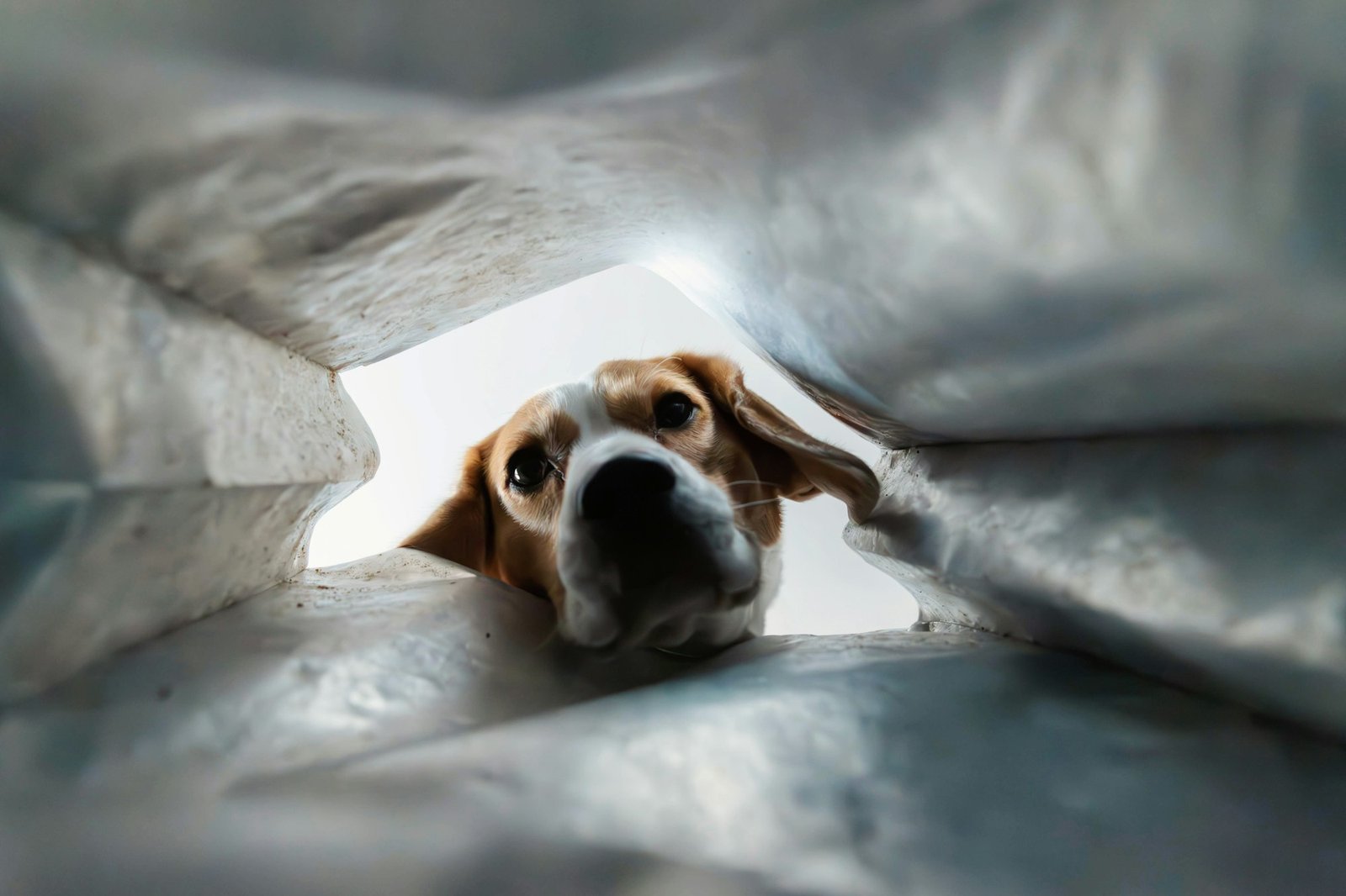 Beagle peers out from inside a travel bag