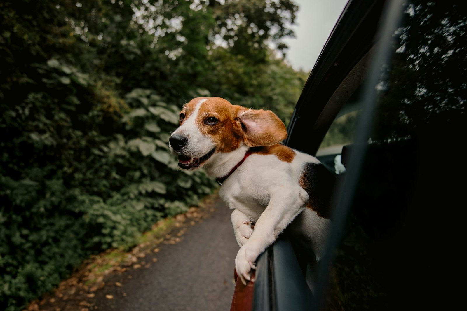 Beagle dog with ears flying out of a car window