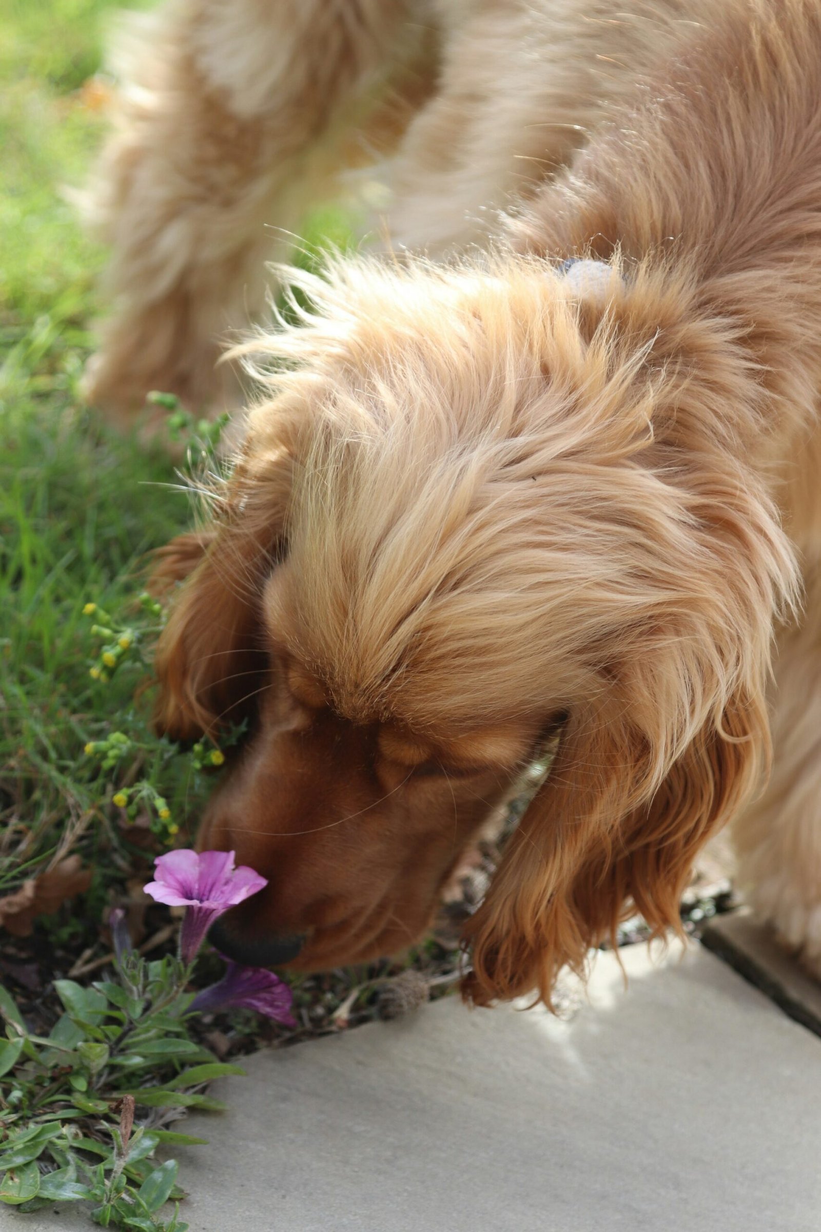 Golden cocker spaniel sniffing a flower nose-down in the grass