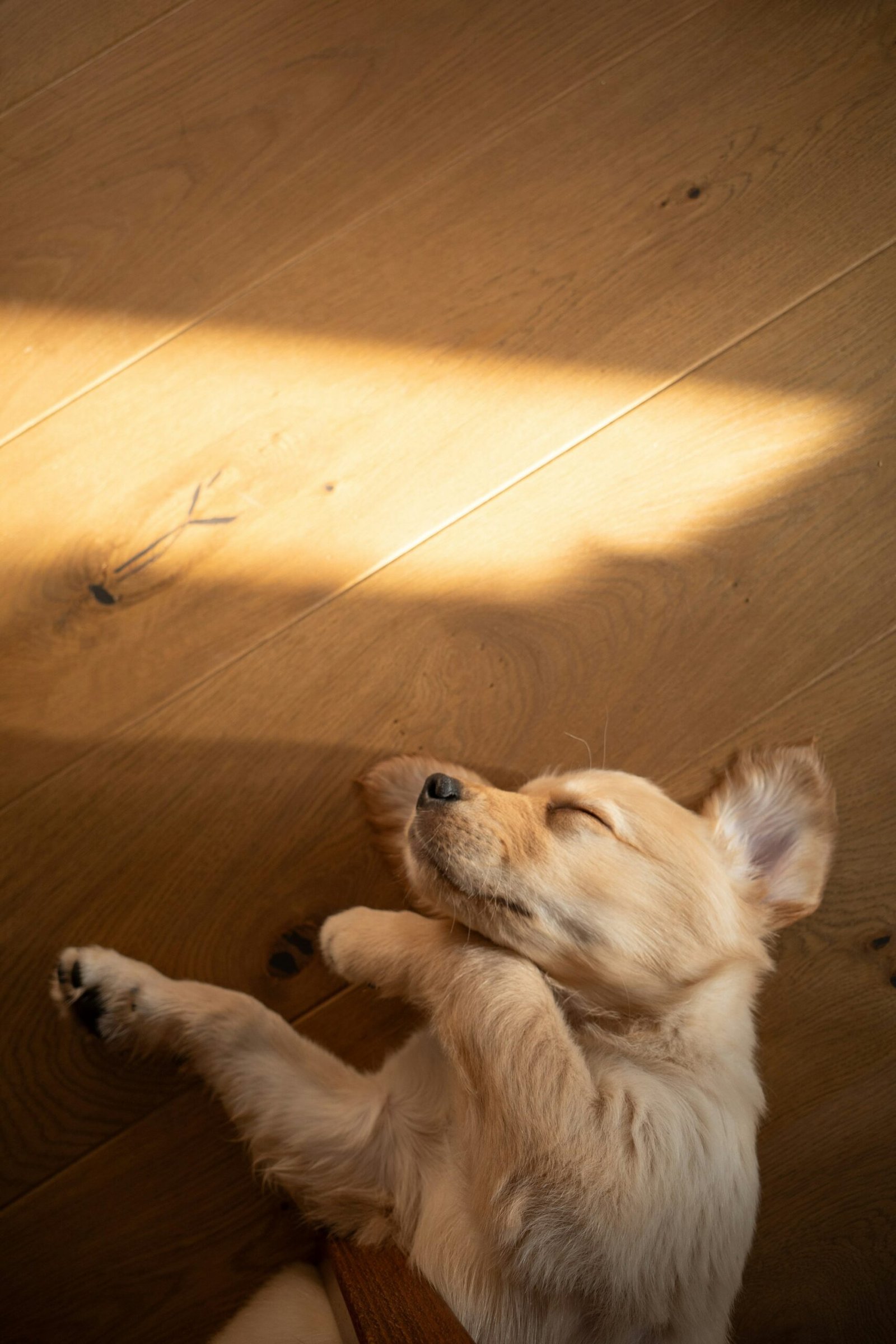 Golden retriever puppy sleeping on a wooden floor