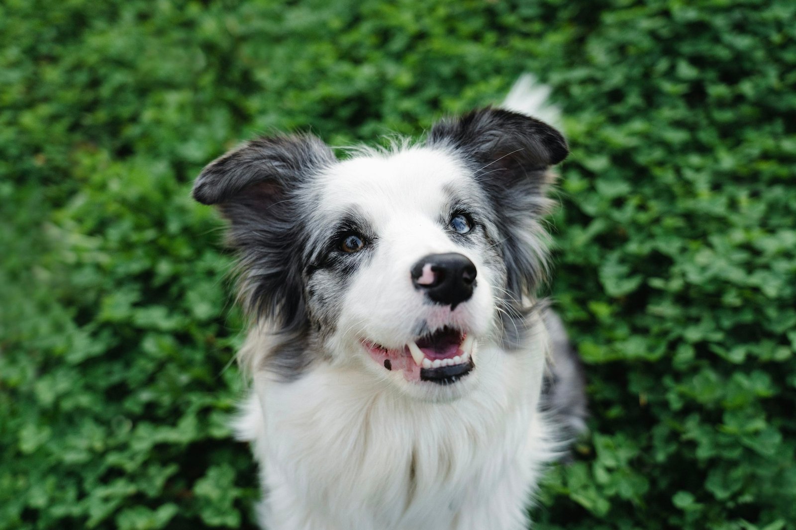 Happy border collie sitting outdoors in green grass