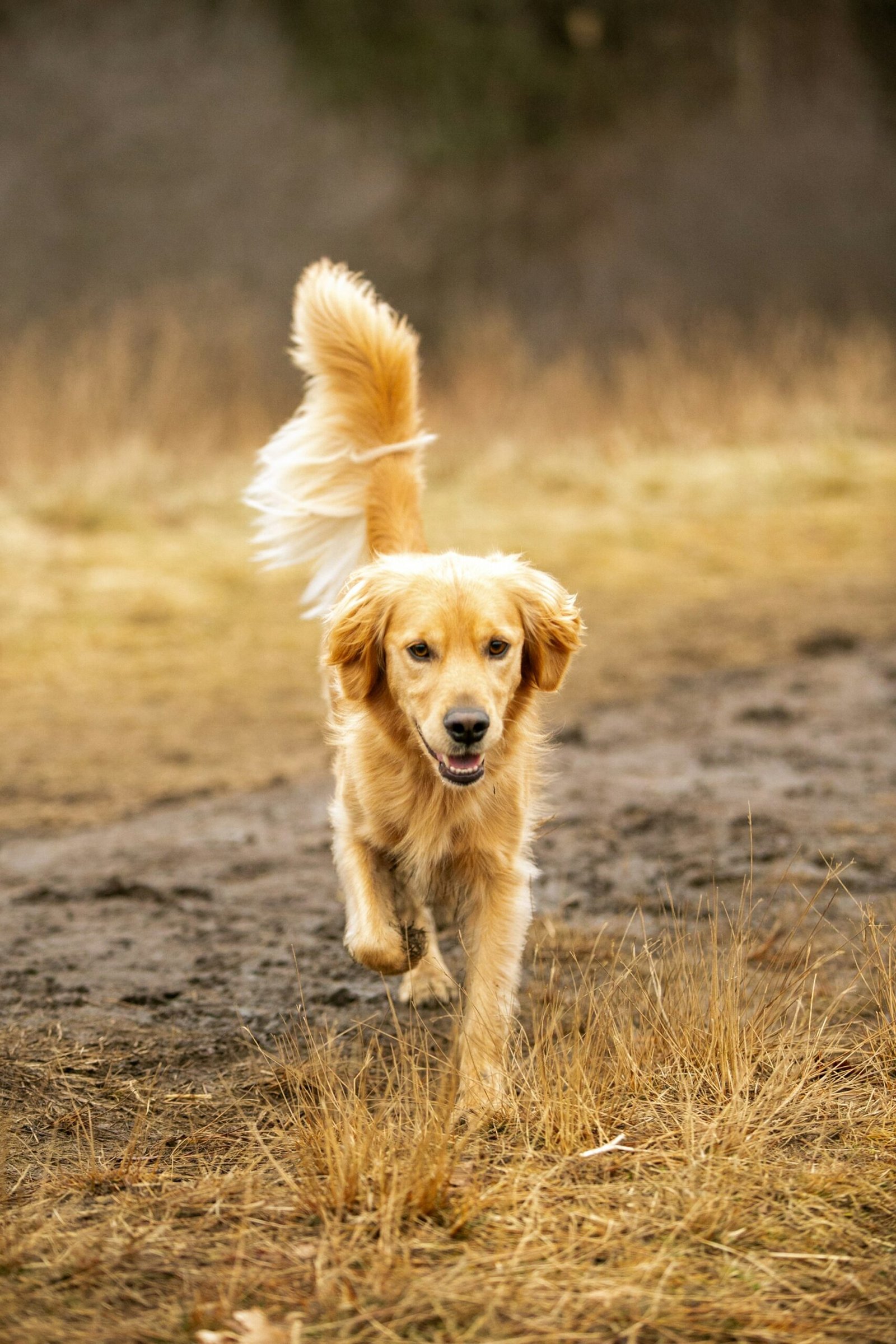 Golden retriever dog running through a field
