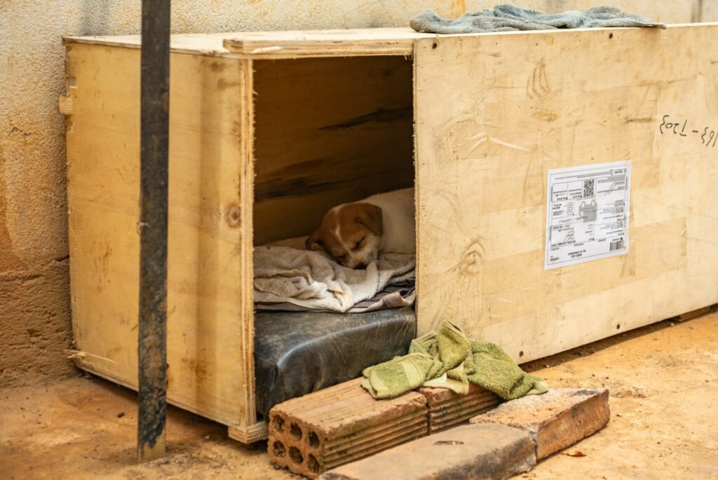 Small puppy resting calmly inside a cosy, open wooden crate