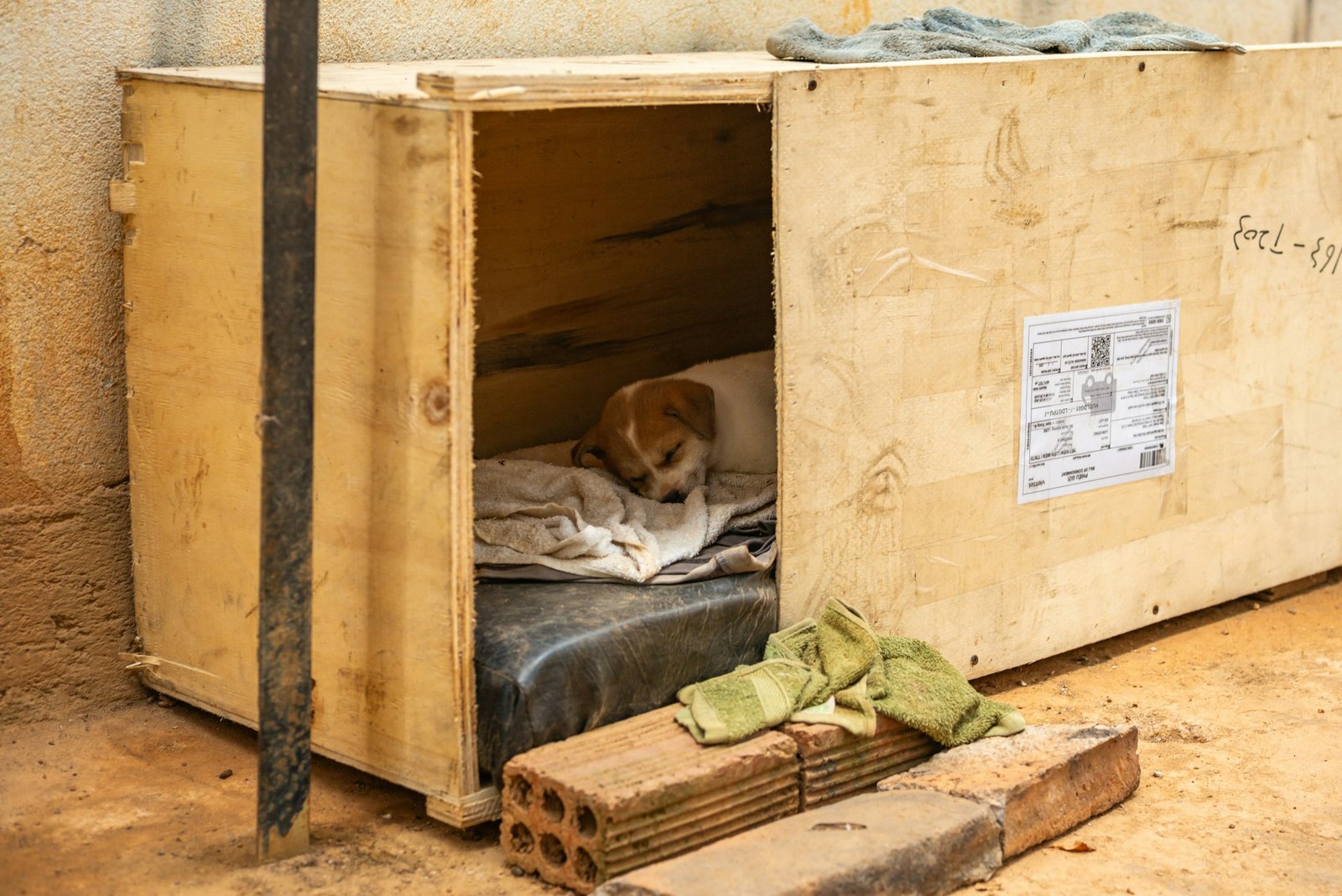Small puppy resting calmly inside a cosy, open wooden crate