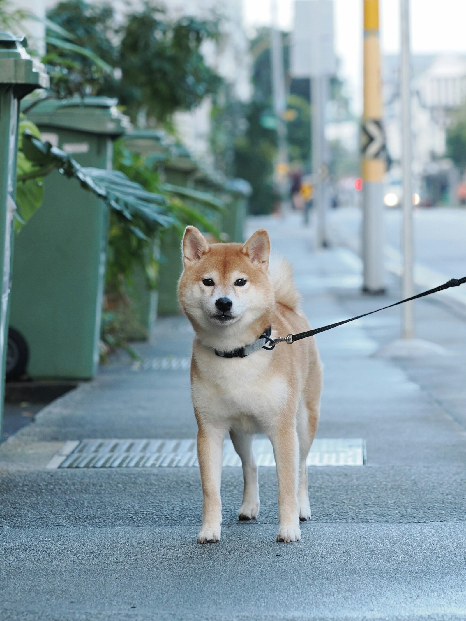 Dog on a lead standing on an urban London street