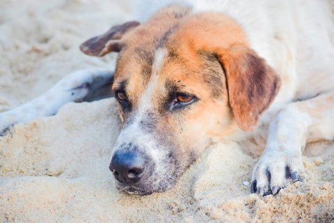 Sick Dog Symptoms