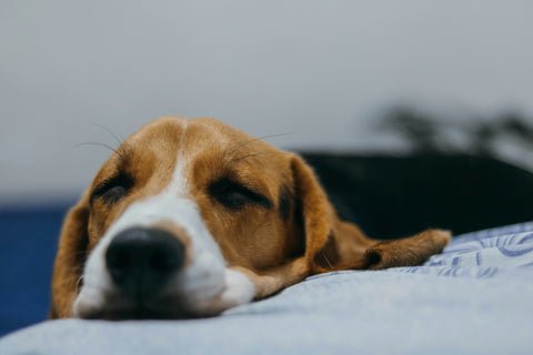 Common Sick Dog Symptoms