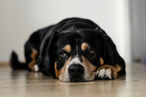 Common Sick Dog Symptoms