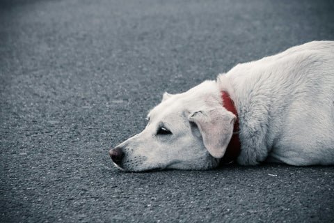 dog separation anxiety