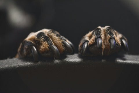 nail care