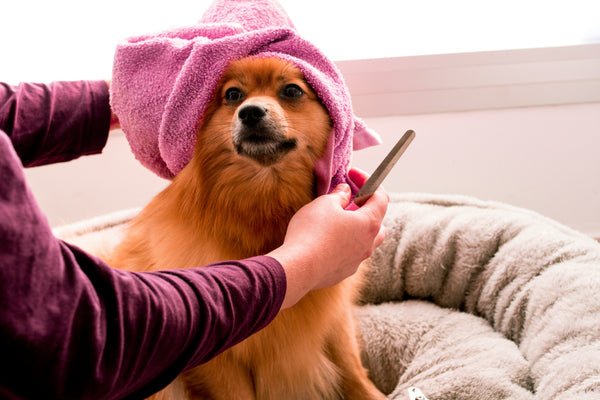 dogs nail care