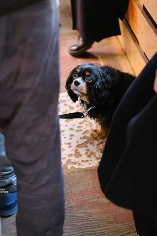 dog separation anxiety