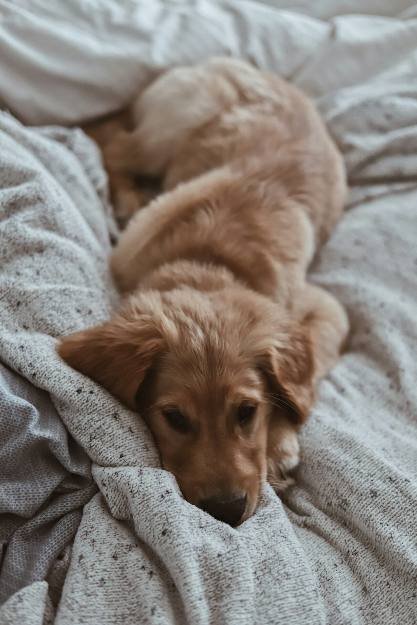 Tan puppy relaxed on a blanket at home