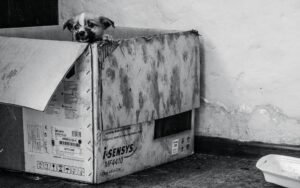 Dog sitting inside a cardboard moving box
