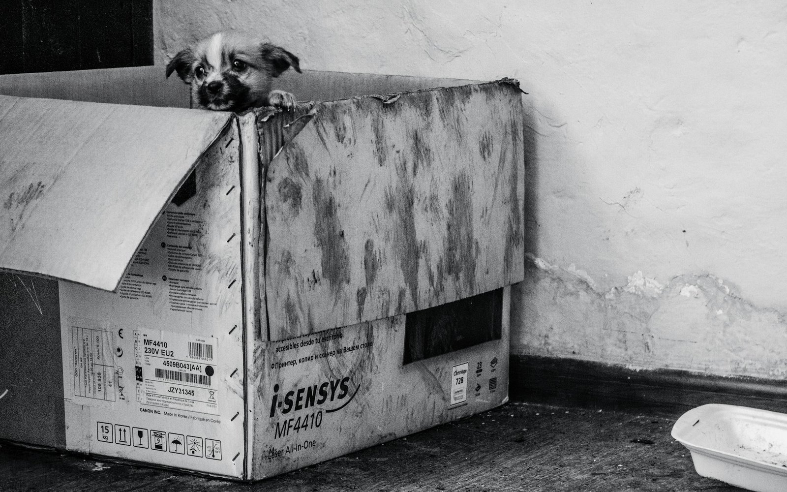 Dog sitting inside a cardboard moving box