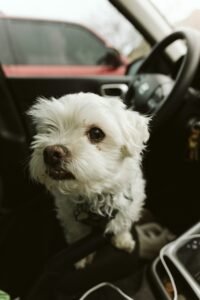 Small white dog sitting in the driver's seat of a car