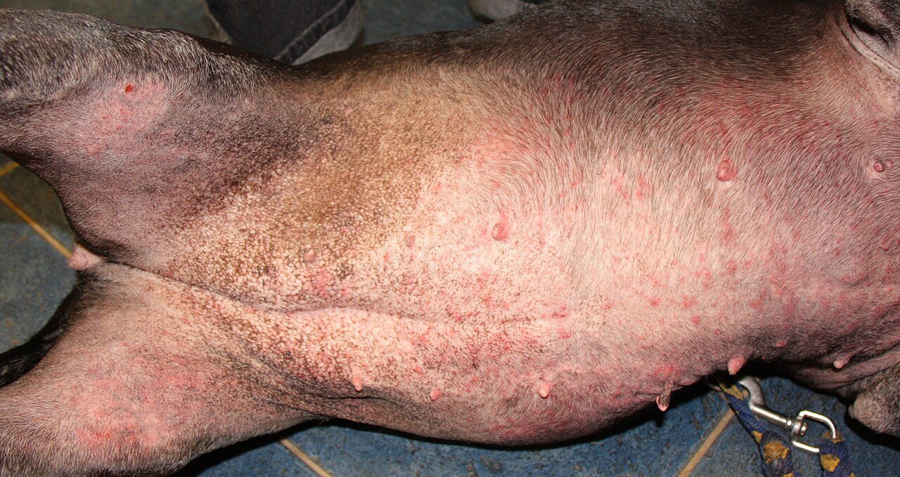 Dog lying on its back showing red, inflamed skin across the belly and inner thighs, an example of allergic dermatitis