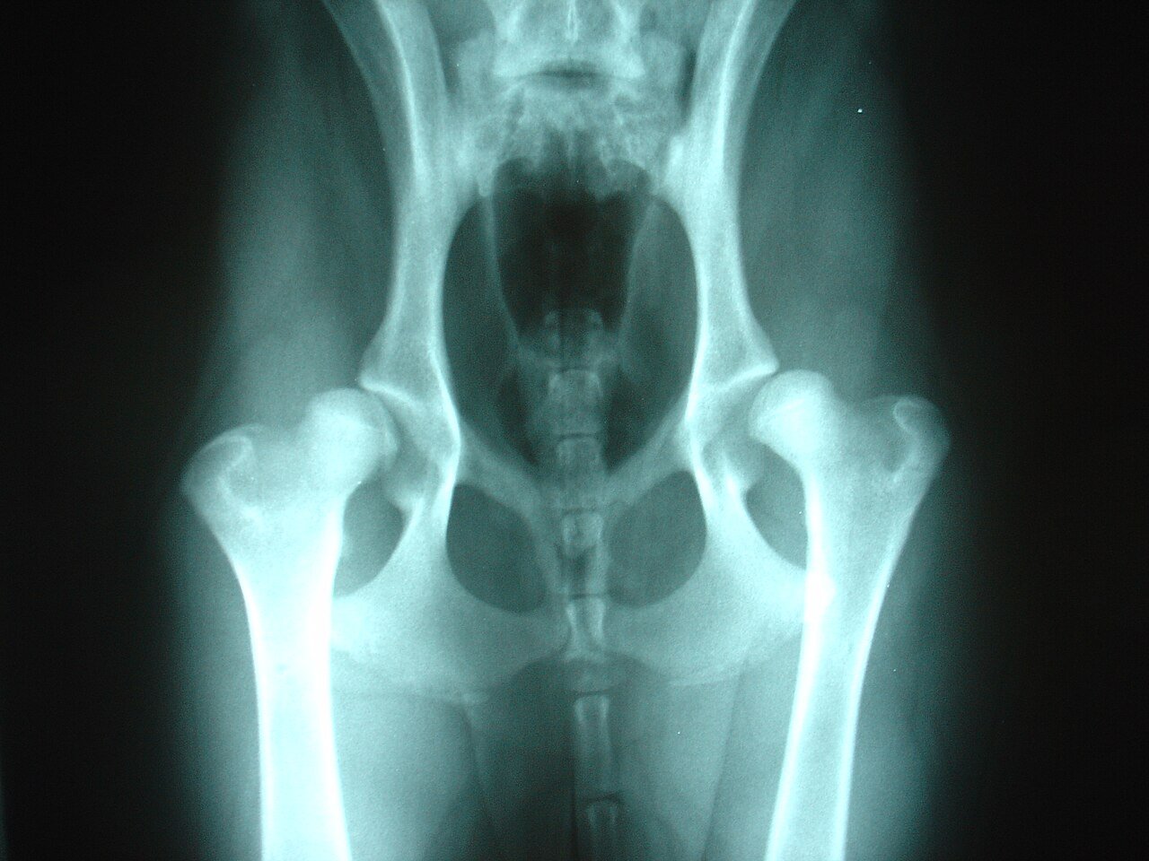 Blue-tinted X-ray of a dog's pelvis and back legs, taken from above, showing hip dysplasia