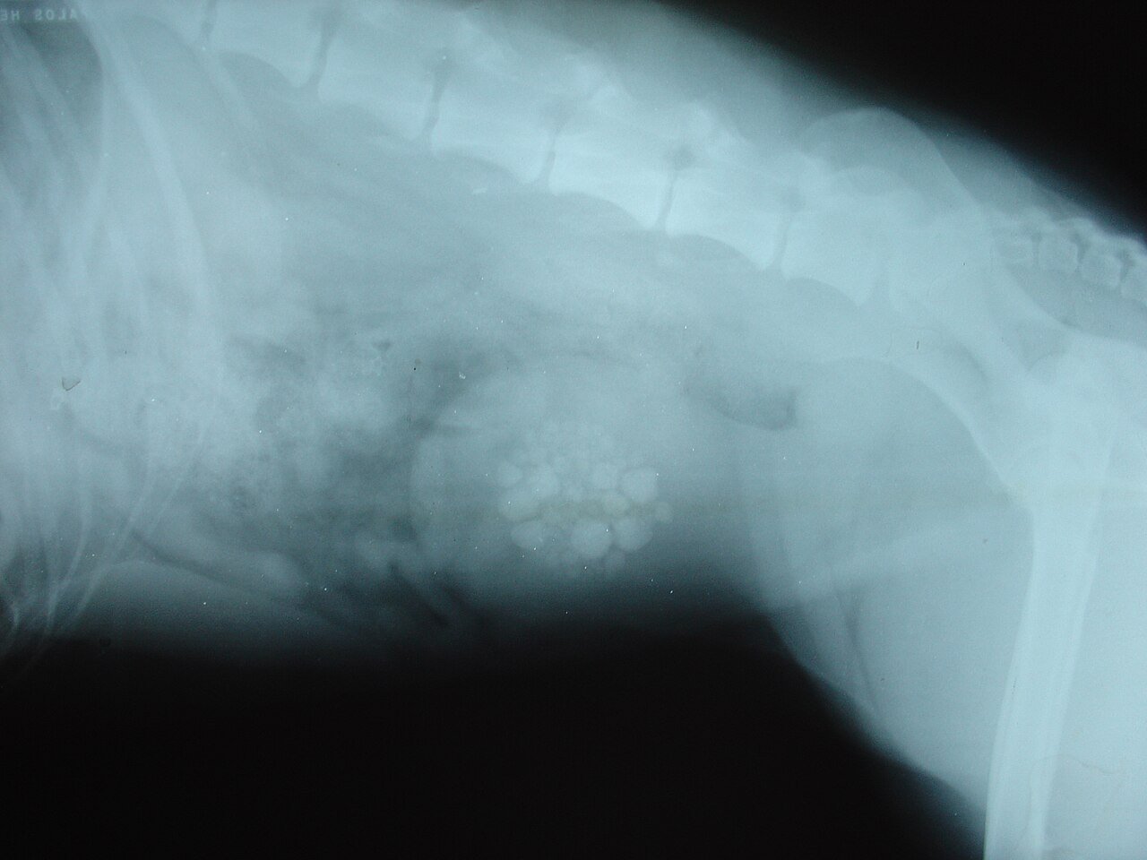 Black and white X-ray of a dog's abdomen with several round bladder stones visible as white shapes