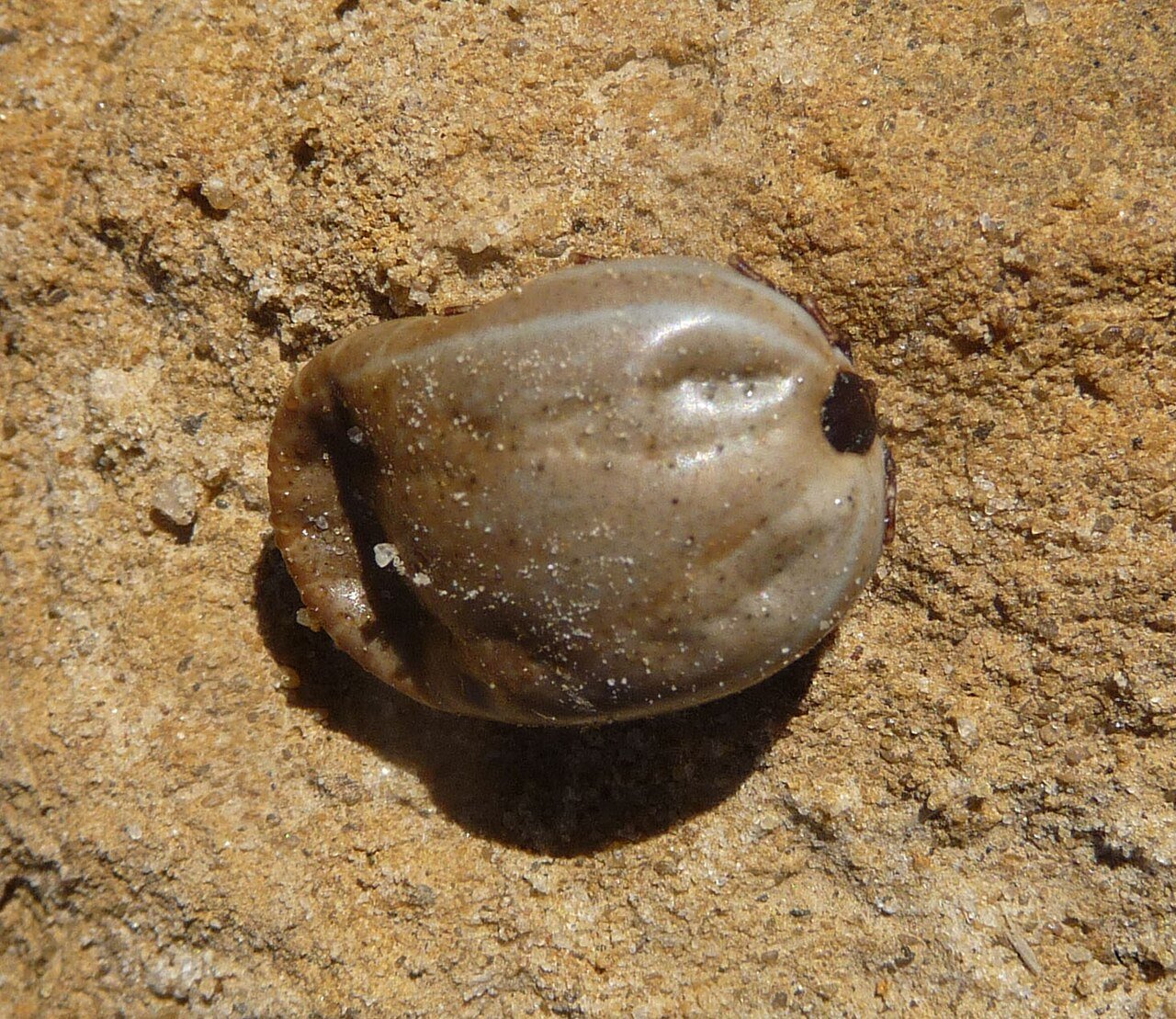 Close-up of a swollen brown dog tick on a sandy surface