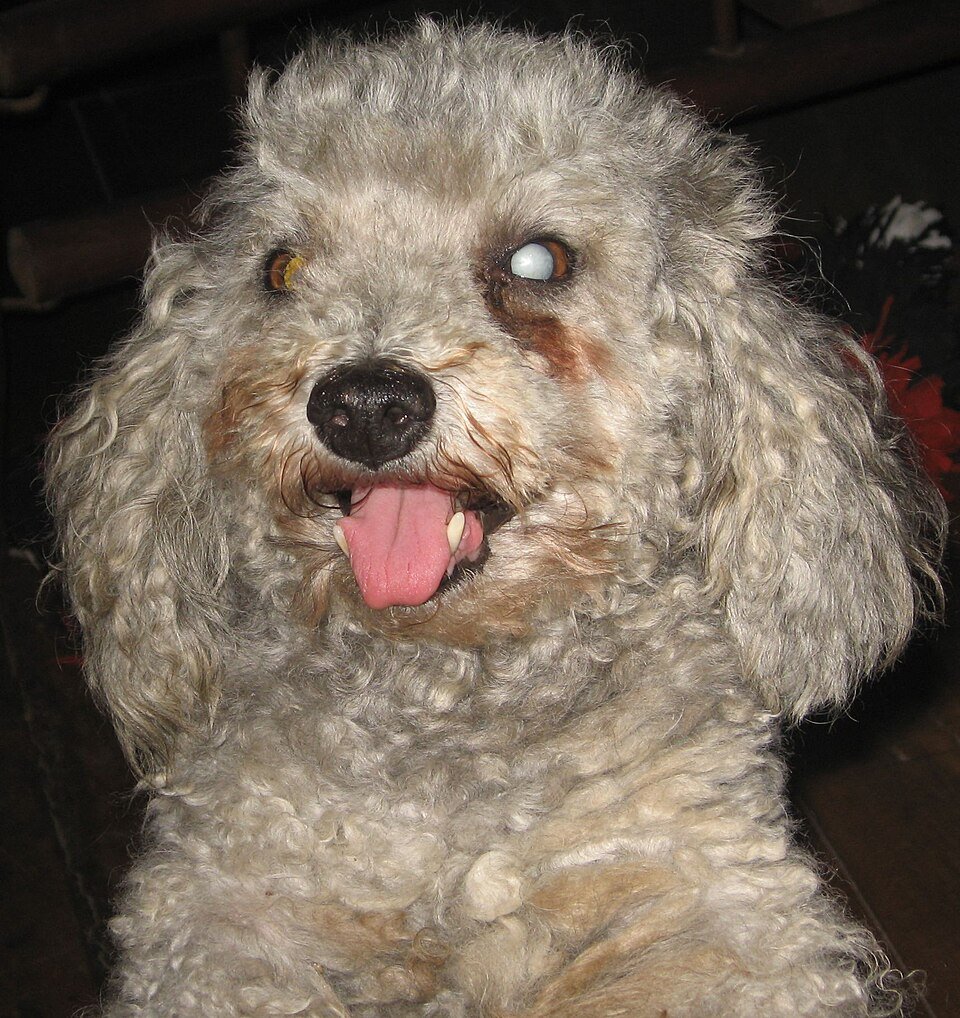 Small curly-coated grey dog with a cloudy, bluish-white left eye, an example of cataract