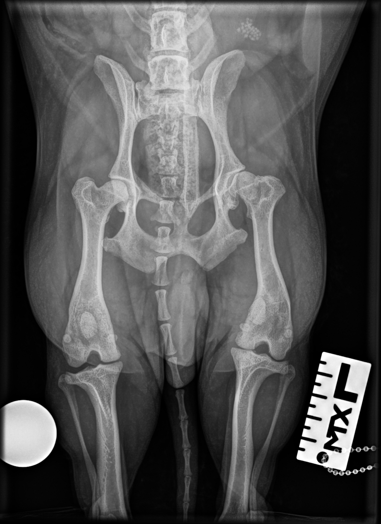 Black and white X-ray of a dog's pelvis and back legs, taken from above, used to show luxating patella