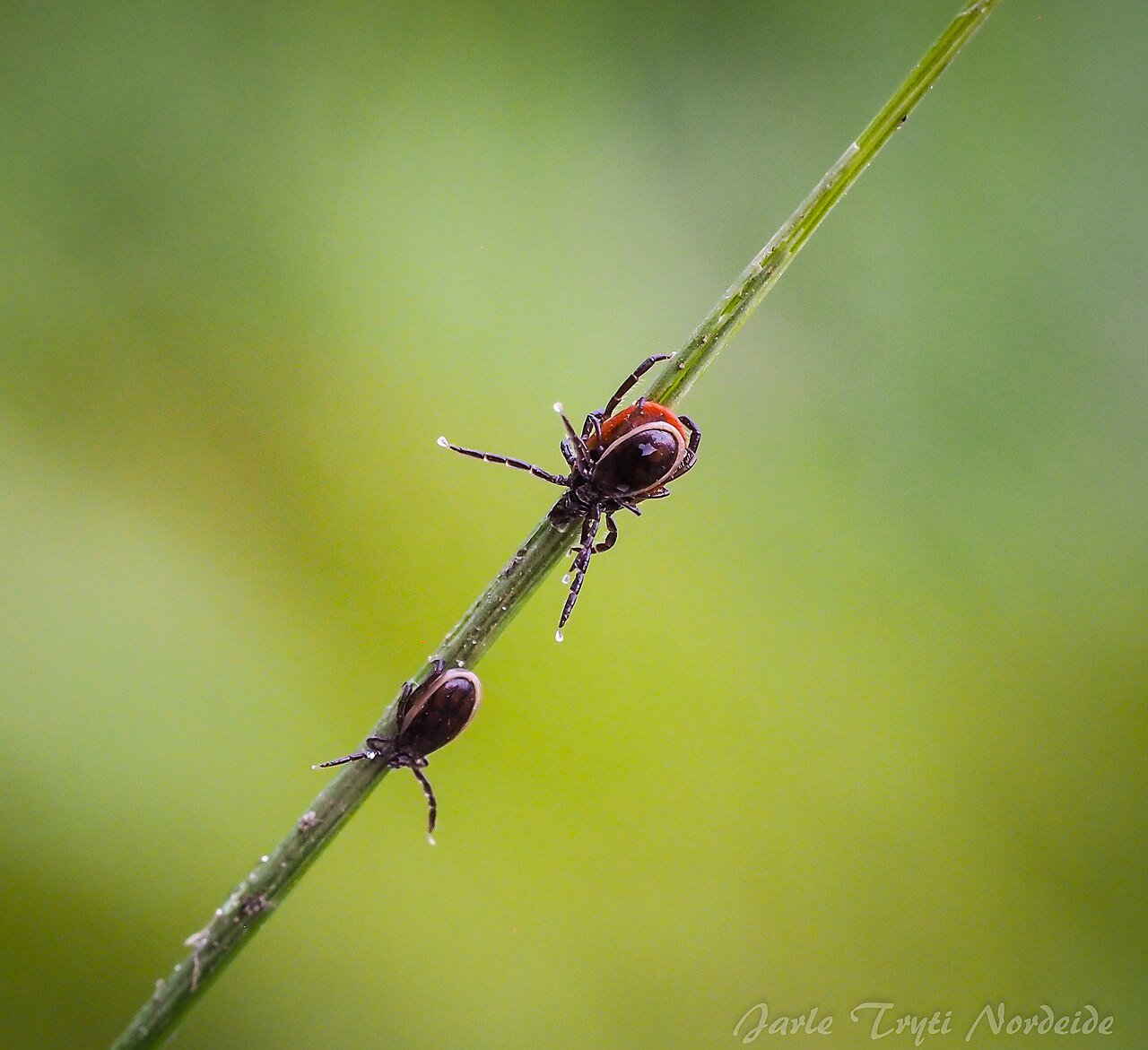 Close-up of three castor bean ticks: a larger reddish female and two smaller black males