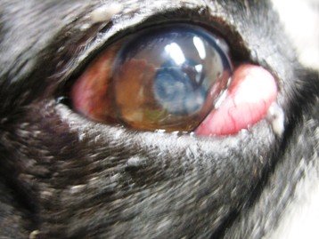 Close-up of a small dog's eye with a red swollen mass in the corner, an example of cherry eye