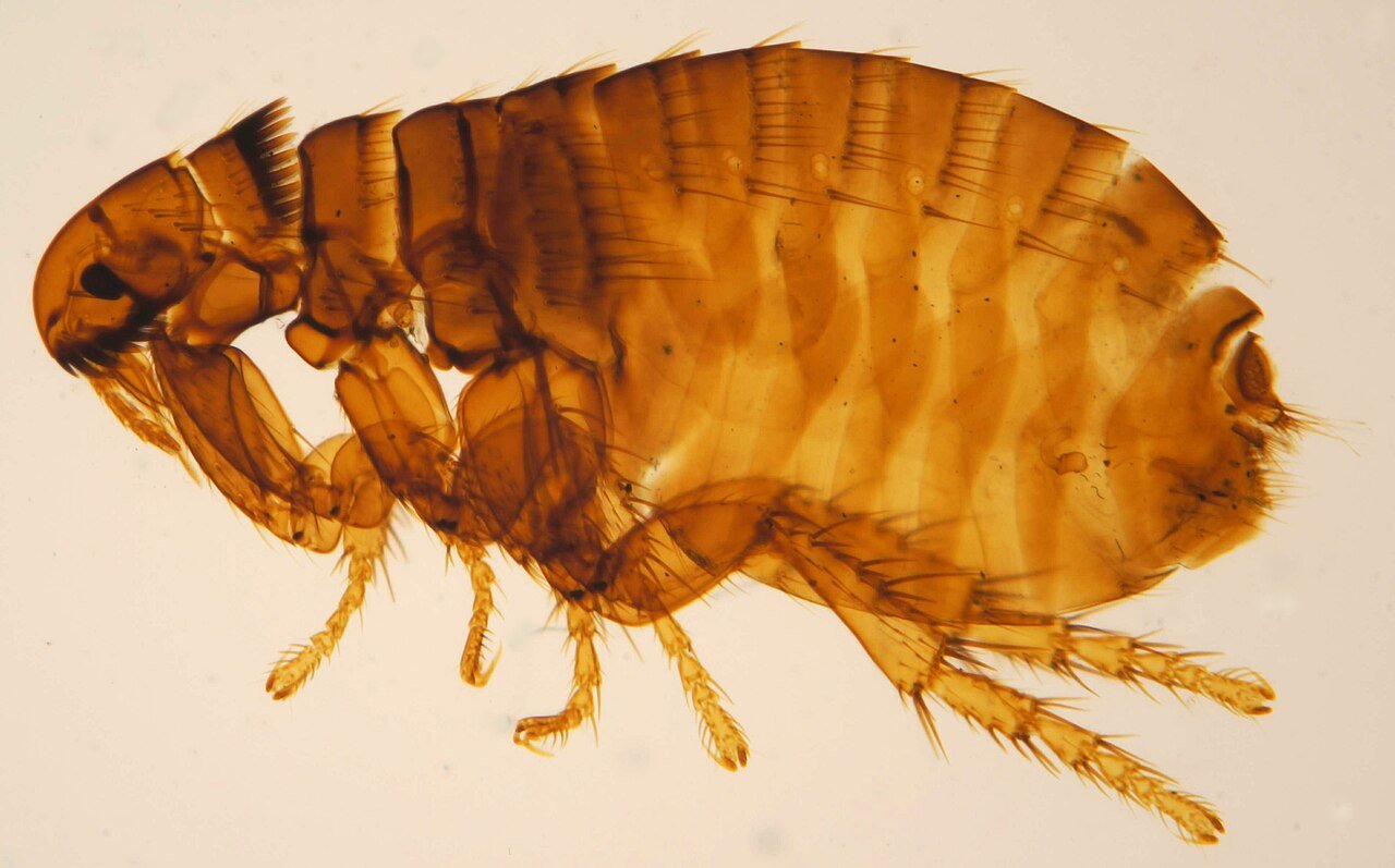 Close-up photograph of a dog flea, a tiny dark brown insect with a flattened body