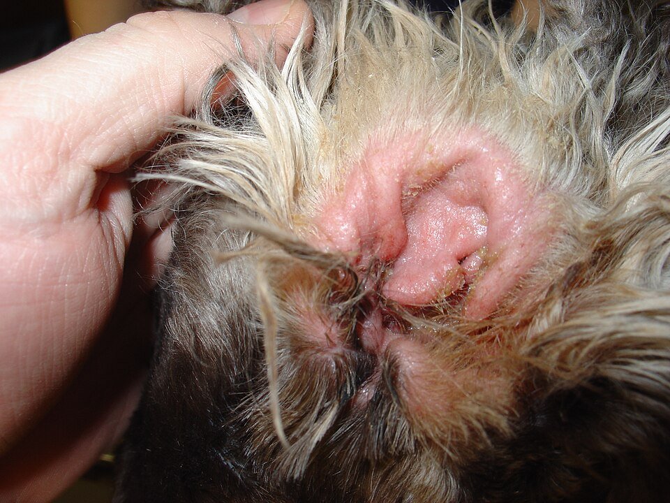 Close-up of a dog's red, swollen inner ear held back by a hand, an example of an ear infection