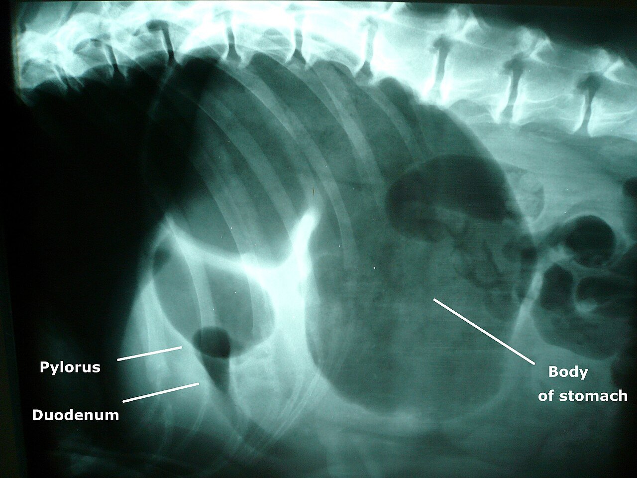 Side-view X-ray of a dog's abdomen with the pylorus, duodenum and the enlarged body of the stomach labelled, showing GDV