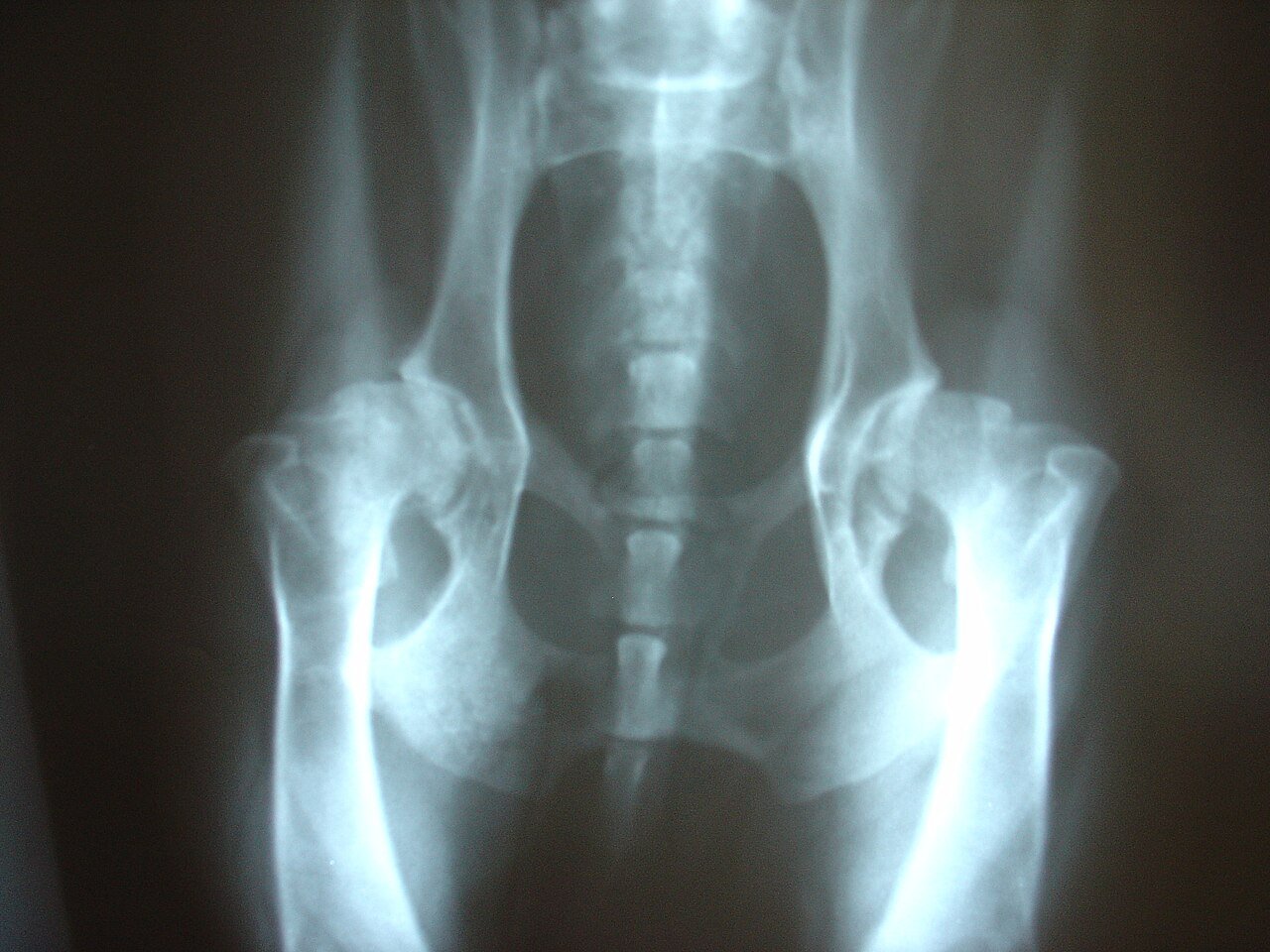 Blue-tinted X-ray of an older dog's pelvis and hips, showing hip dysplasia with osteoarthritis