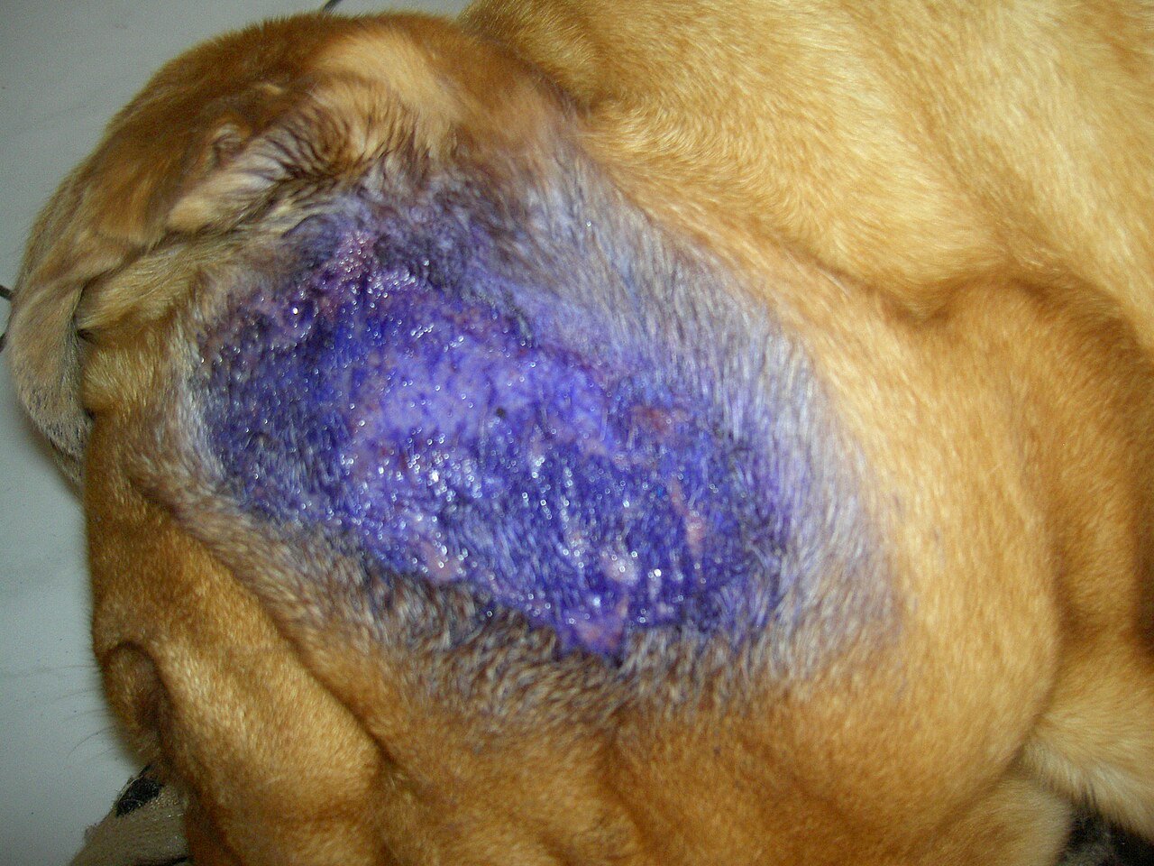 Close-up of a dog's shoulder with a patch of clipped skin dyed purple over a hot spot